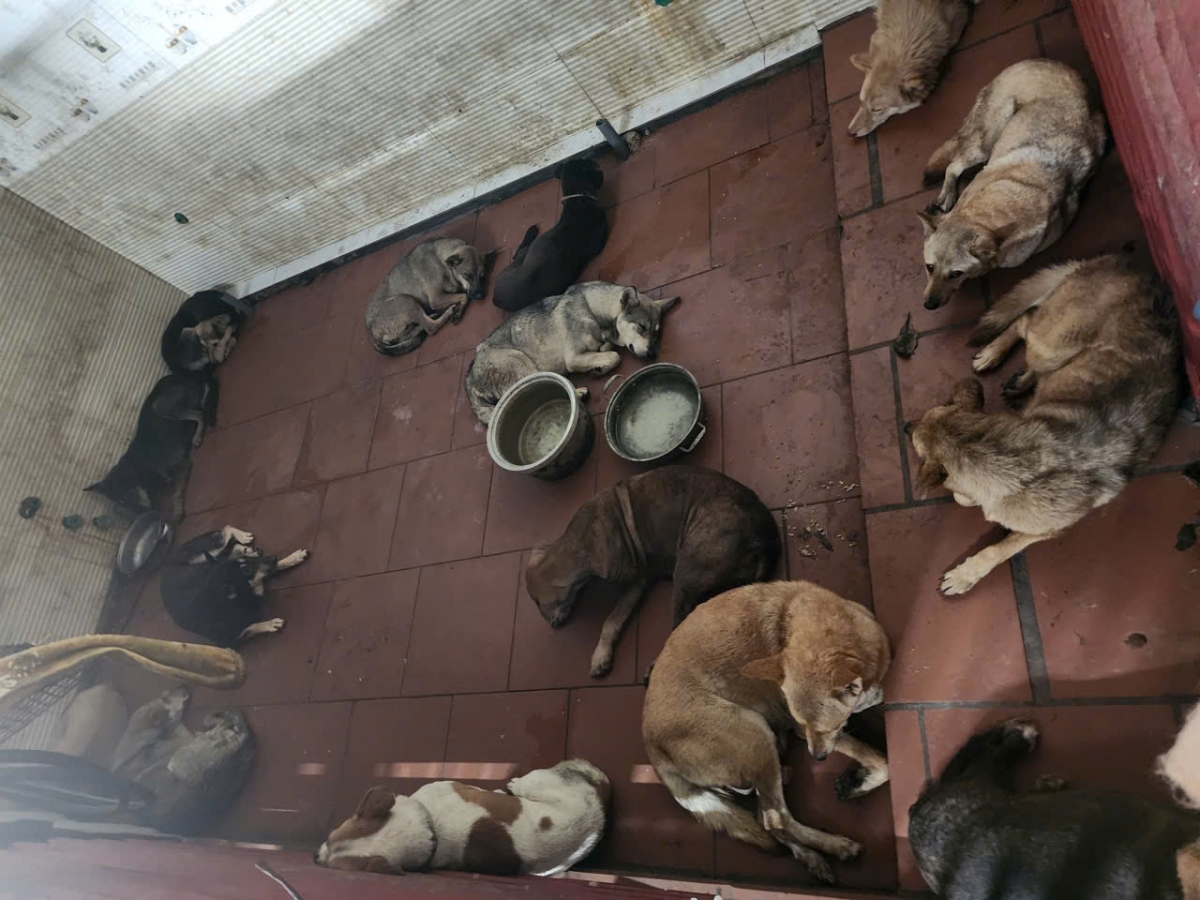 Tang vật trong vụ trộm cắp tài sản