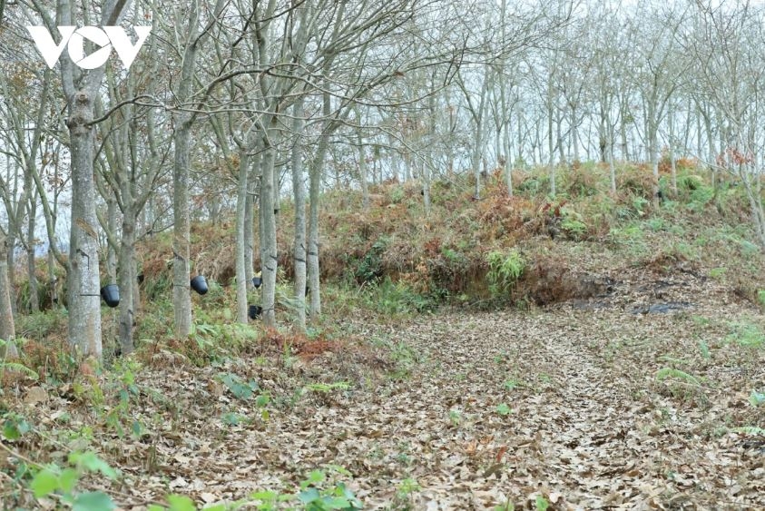 Thảm thực vật dày, trong khi thời tiết hanh khô kéo dài, khiến nguy cơ cháy rừng cao