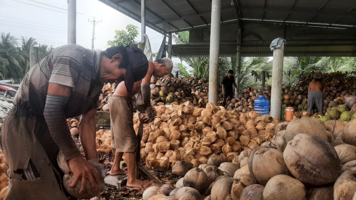 Dừa khô rớt giá mạnh khiến nhà vườn giảm thu nhập, cuộc sống khó khăn