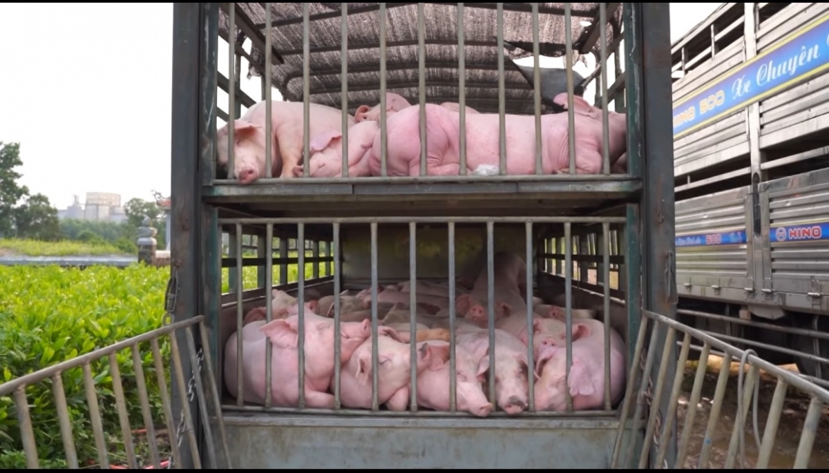 Phương tiện vận chuyển 100 con lợn nhiễm bệnh tả lợn Châu Phi bị bắt giữ