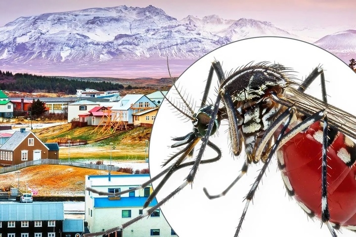 Iceland không phải vùng đất lý tưởng cho loài muỗi (Ảnh: NYP)