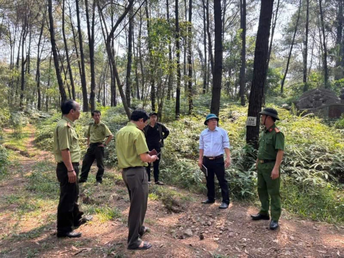 Kiểm tra rừng thông cảnh quan ở thành phố Huế