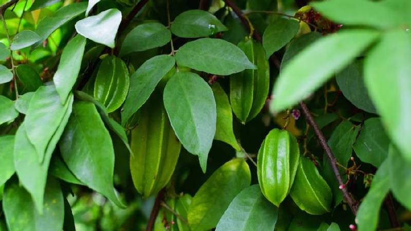 Lá khế từ lâu được dân gian sử dụng như một loại thảo dược hỗ trợ các vấn đề ngoài da