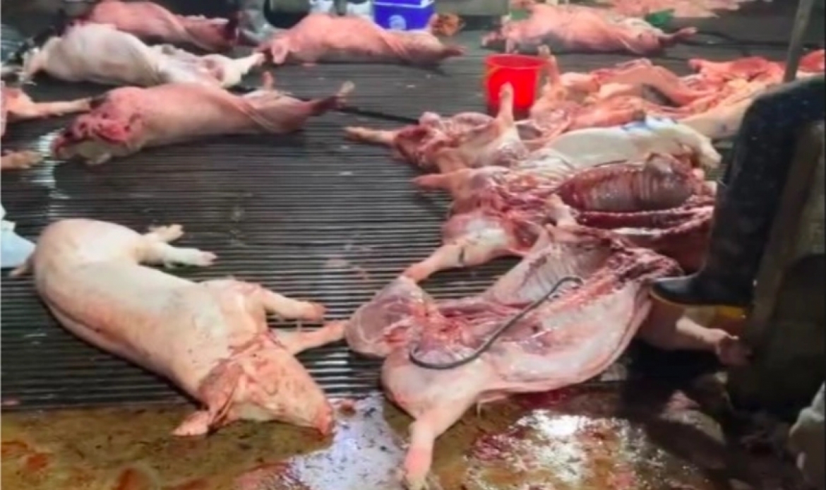Heo bệnh được các nghi phạm giết mổ ở Hà Nội đem đi tiêu thụ, làm ảnh hưởng đến an toàn thực phẩm và sức khỏe nhân dân