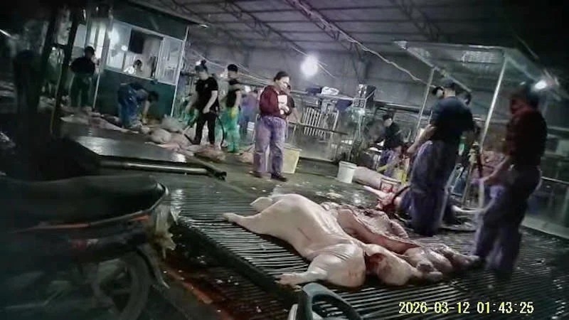 Gần 300 tấn thịt lợn nhiễm dịch tả châu Phi bị tuồn vào chợ đầu mối, chợ dân sinh và cả doanh nghiệp, rồi cung cấp cho các bếp ăn trường học tại Hà Nội.