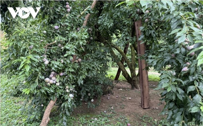 Mận là một trong số các sản phẩm quả chính ở Sơn La, từ tháng 5 sẽ bước vào chính vụ thu  hoạch