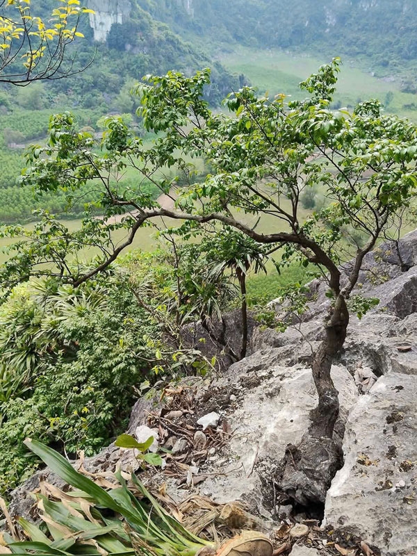 Cây muội hồng là một loại cây thân gỗ thuộc họ Sim, đang trở thành "cơn sốt" trong giới chơi cây cảnh bonsai tại Việt Nam.