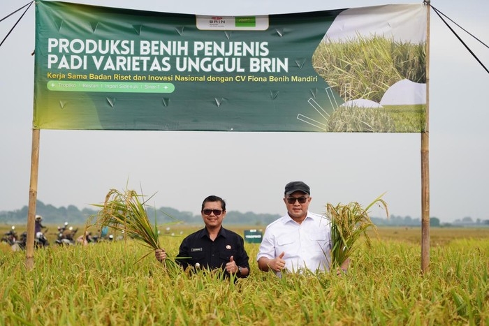 Nông dân Subang, Tây Java đang thu hoạch vụ đầu tiên canh tác giống lúa đột biến lai tạo bằng công nghệ chiếu xạ hạt nhân (Ảnh BRIN)