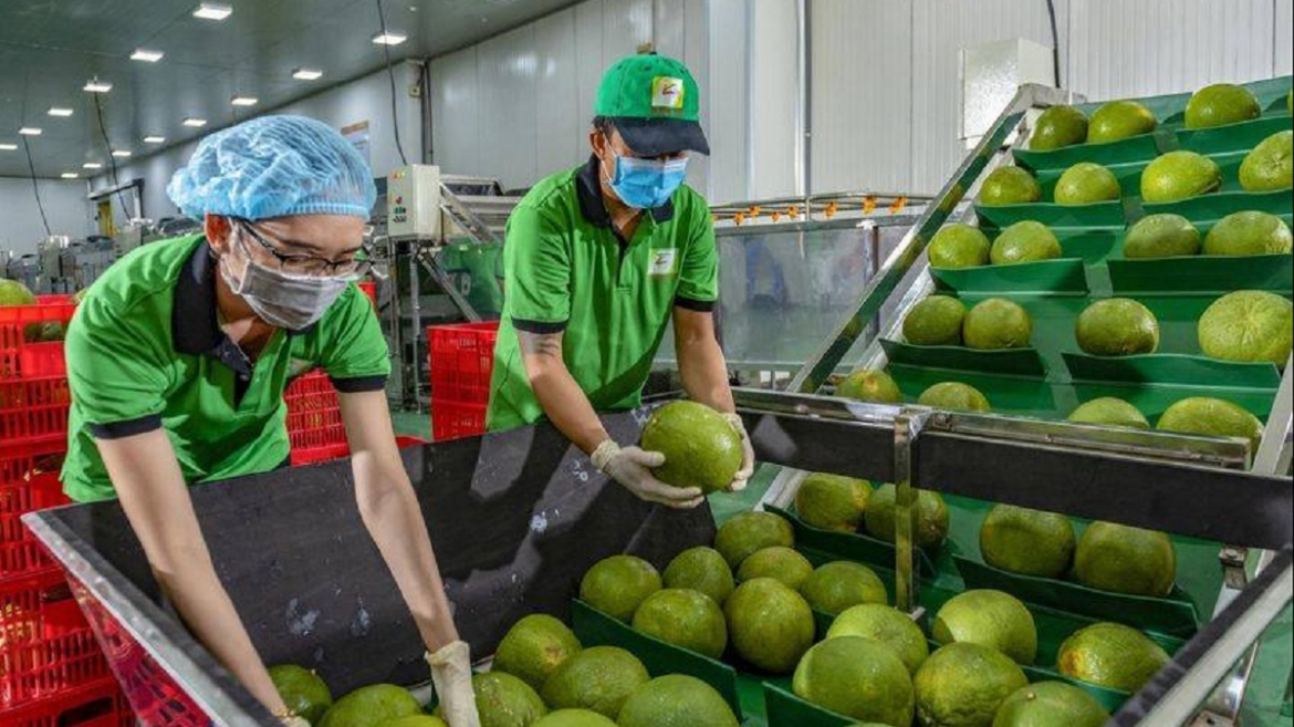 Bưởi và chanh là hai mặt hàng nông sản có lợi thế nổi bật của Việt Nam.