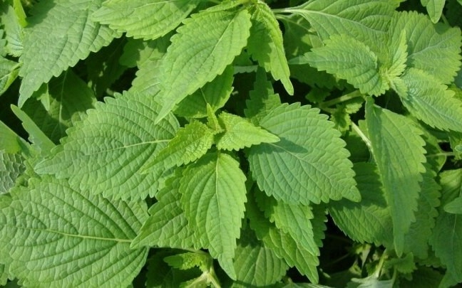 Kinh giới không chỉ là linh hồn của các món ăn ngon mà còn là một loại thảo dược quý trong tủ thuốc gia đình. (Ảnh minh họa)