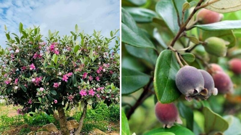 Quả sim rừng là nguồn thực phẩm tự nhiên có giá trị nếu biết cách sử dụng đúng