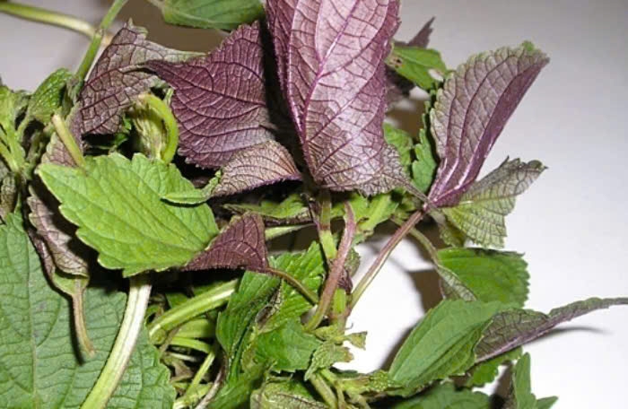 Tía tô là cây thảo sống quanh năm.