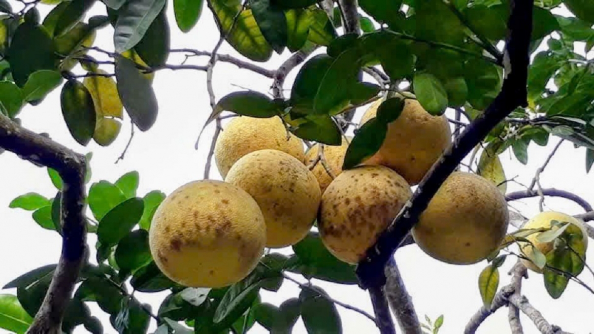 Bưởi Đoan Hùng là sản phẩm nông nghiệp đã được cấp chỉ dẫn địa lý và 3 lần được vinh danh “Thương hiệu vàng nông nghiệp Việt Nam”