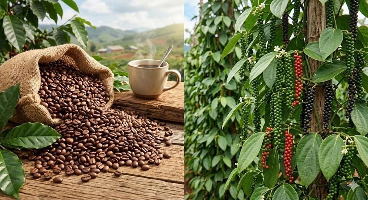 Giá cà phê trong nước tăng 600 đồng/kg.