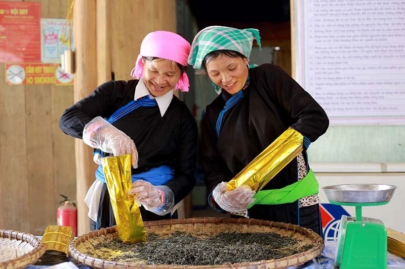 Phụ nữ dân tộc Dao làm việc tại nhà máy chế biến chè tại Bắc Hà, Lào Cai trong khuôn khổ dự án GREAT. (Nguồn: Đại sứ quán Australia tại Việt Nam).