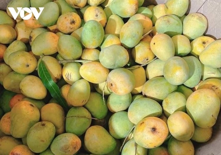 Đặc sản xoài tròn thơm ngon nức tiếng, riêng có ở Yên Châu