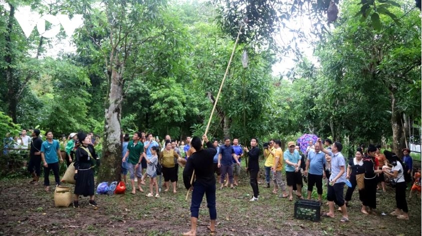 Phần thi dùng sào hái quả trên cây xoài cổ thụ là điểm nhấn trong ngày hội xoài Yên Châu