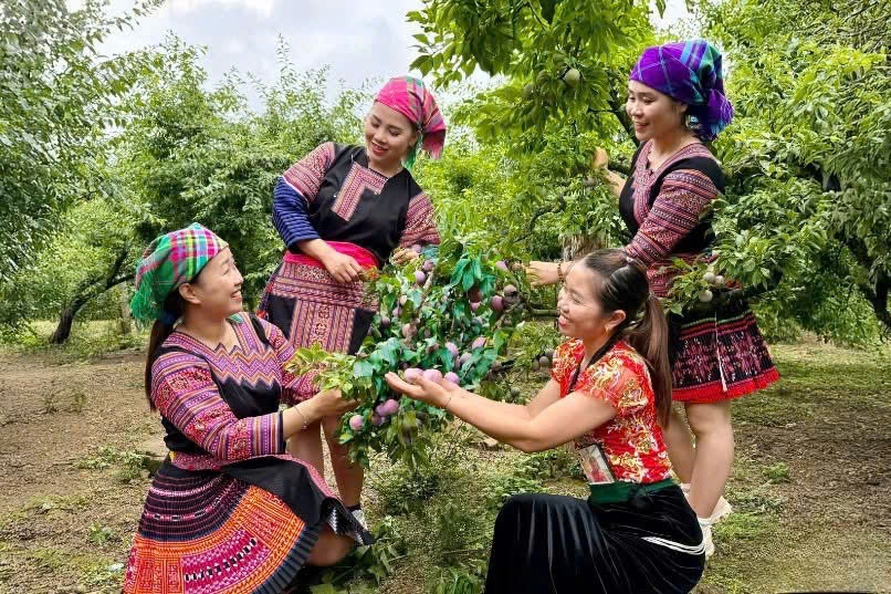 Sơn La hiện có khoảng 15.000 ha mận, sản lượng năm 2025 ước đạt 100.000 tấn (ảnh BSL)