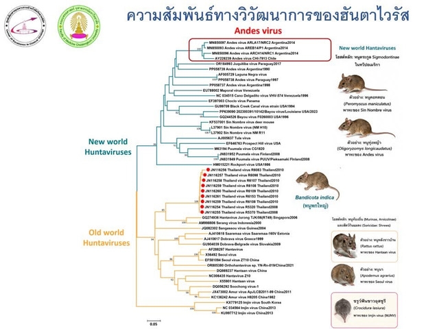 Bệnh do virus Hanta rất hiếm gặp ở Thái Lan, và các chủng virus được tìm thấy khác với các chủng được thể hiện trong hình. Ảnh: FB Tiến sĩ Yong Poovorawan - Viện Hàn lâm Khoa học Hoàng gia Thái Lan