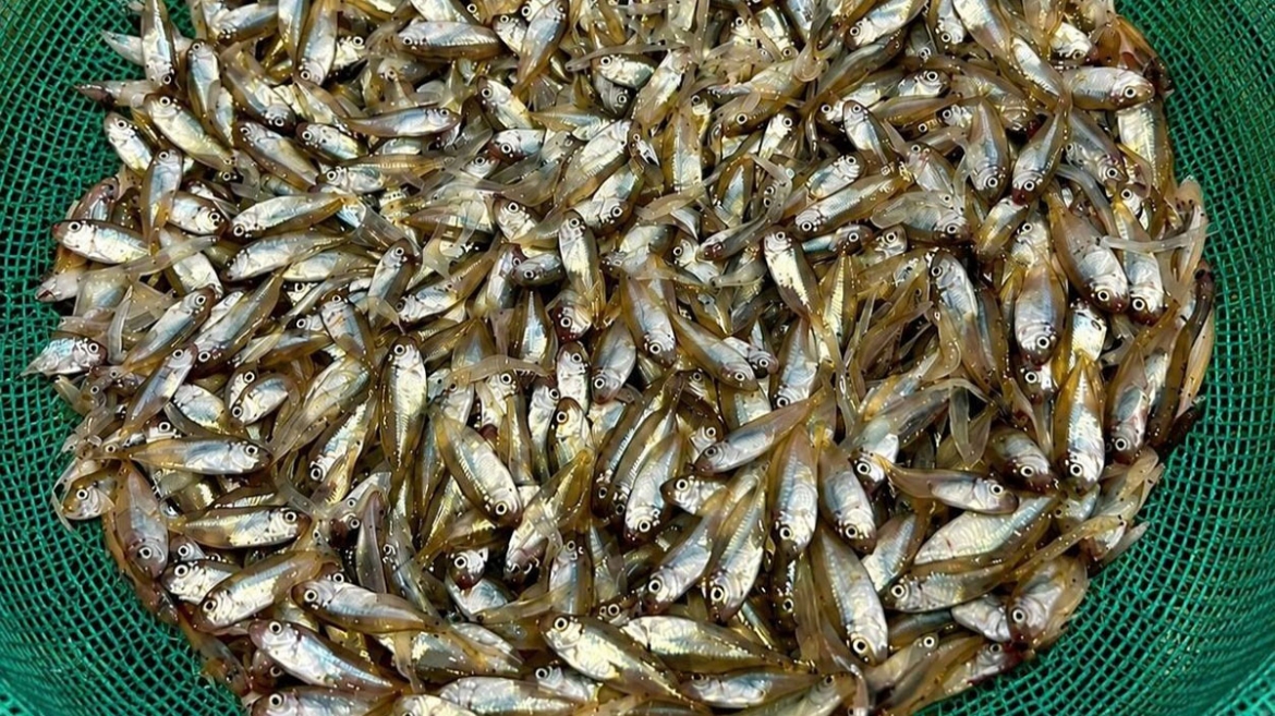 Cá kình non. (Ảnh: Đặc khu Lý Sơn)