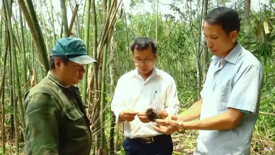 Cơ quan chức năng hướng dẫn người dân thu hái hạt giống, chủ động chuẩn bị cho công tác tái sinh rừng