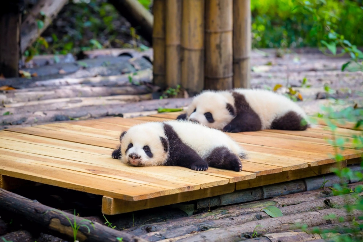 Thành Đô (Trung Quốc) nổi tiếng là quê hương của gấu trúc. Với một chuyến thăm Thành Đô vào cuối tháng 8, du khách có cơ hội được ngắm nhìn những chú gấu trúc con đáng yêu. Từ Thành Đô, du khách có thể tìm đến vườn quốc gia Cửu Trại Câu hùng vĩ - một điểm đến tuyệt vời để tránh nóng.