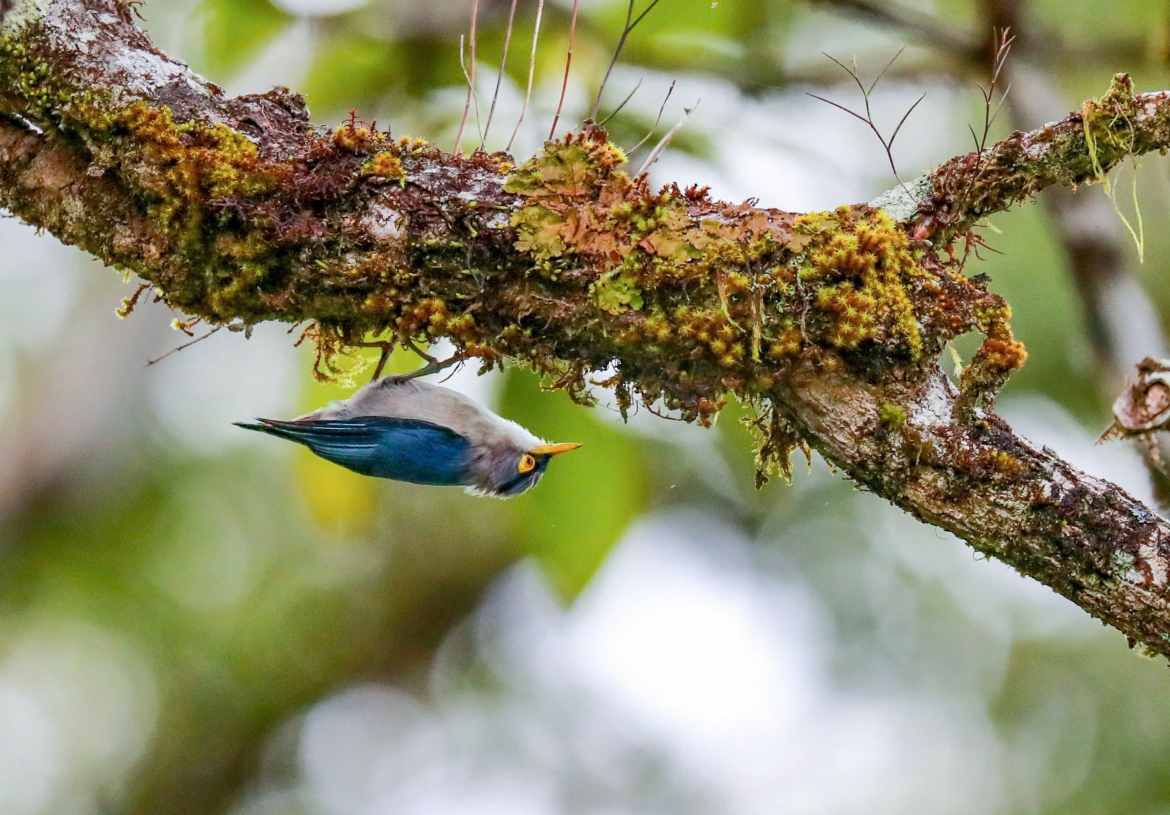 Giải Ảnh đẹp loài chim quý hiếm Trèo cây mỏ vàng - Yellow-billed Nuthatch của tác giả Trương Anh Tuấn - Nha Trang