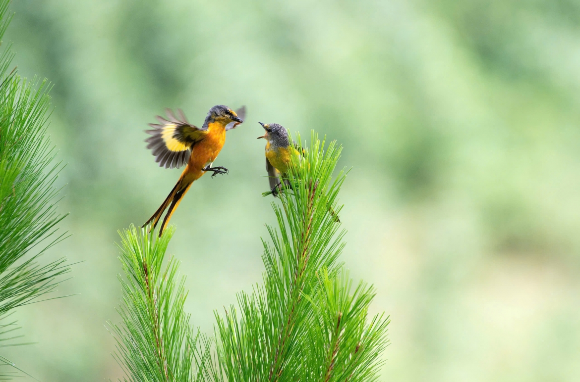 Giải khoảnh khắc đẹp Phường chèo - Minivet của Hà Vũ Linh - TP Đà Nẵng