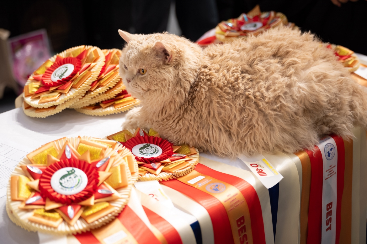 Một bé mèo Selkirk Rex Longhair đến từ Thái Lan được nhiều người tại sự kiện ví như “chiếc giẻ lau”. Thế nhưng, bé lại có giá trị thương mại rất cao. Tại cuộc thi năm nay, bé giành được rất nhiều giải thưởng phụ trước khi bước vào chung kết.