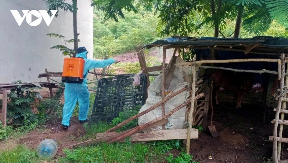 Phun thuốc khử trùng chuồng trại chăn nuôi