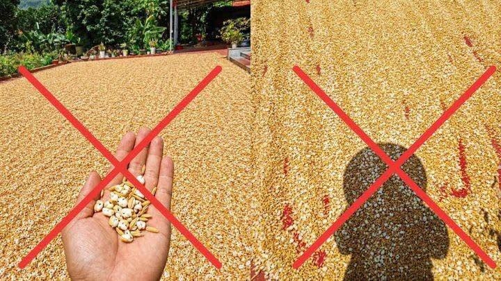 Hình ảnh chế từ AI "phơi thóc nổ thành bỏng" là hình ảnh sai sự thật.