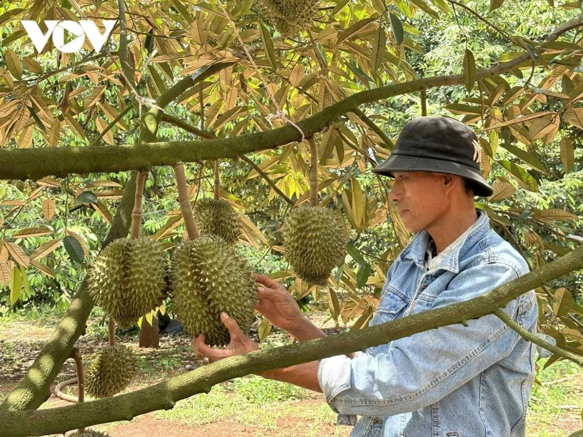 Hoạt động xuất khẩu sầu riêng và một số nông sản chủ lực gặp nhiều khó khăn còn khó khăn