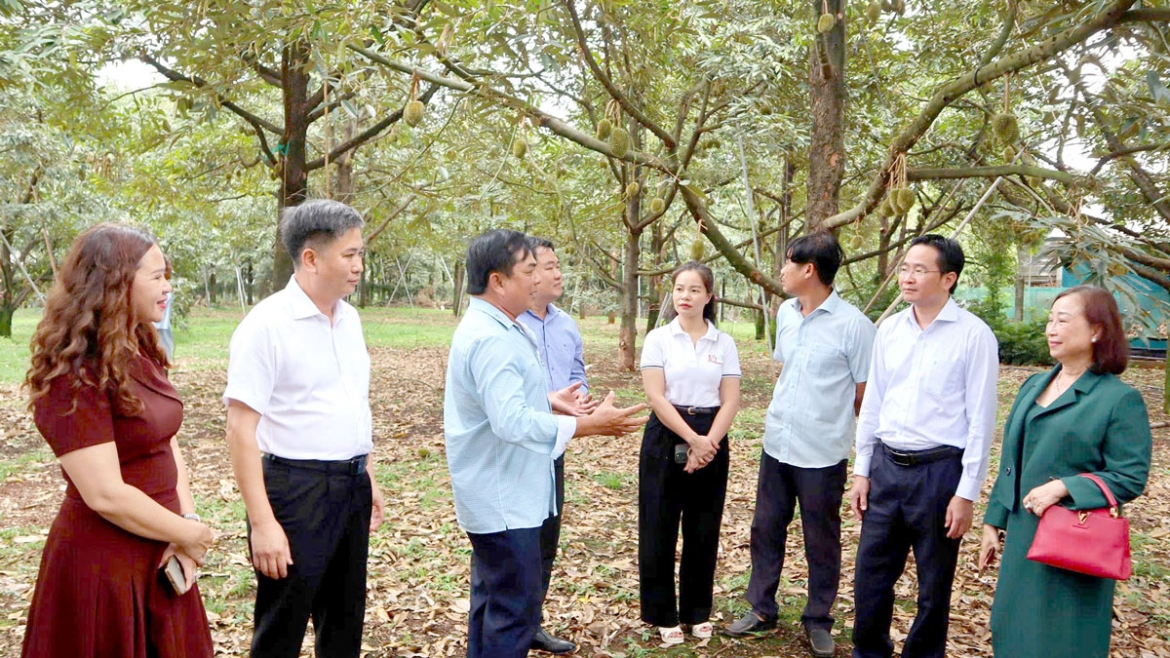 Hội Nông dân TP.Đồng Nai khảo sát vườn sầu riêng của người dân (ảnh: TM)