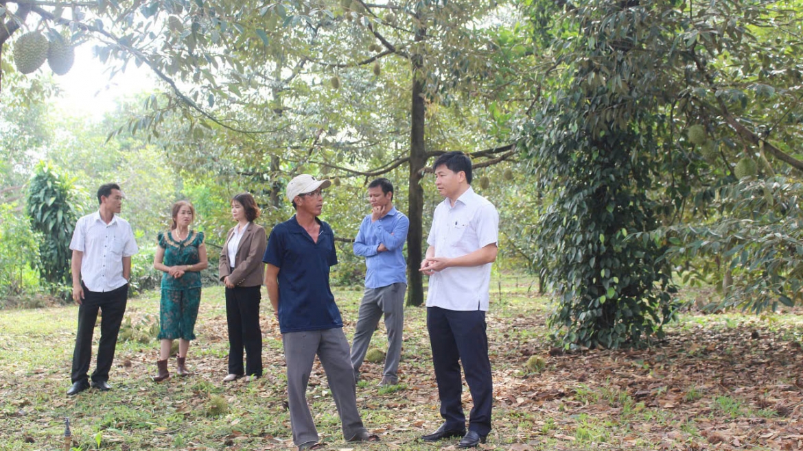 Sầu riêng ở Đồng Nai thu hoạch trễ nên chưa lo về giá 