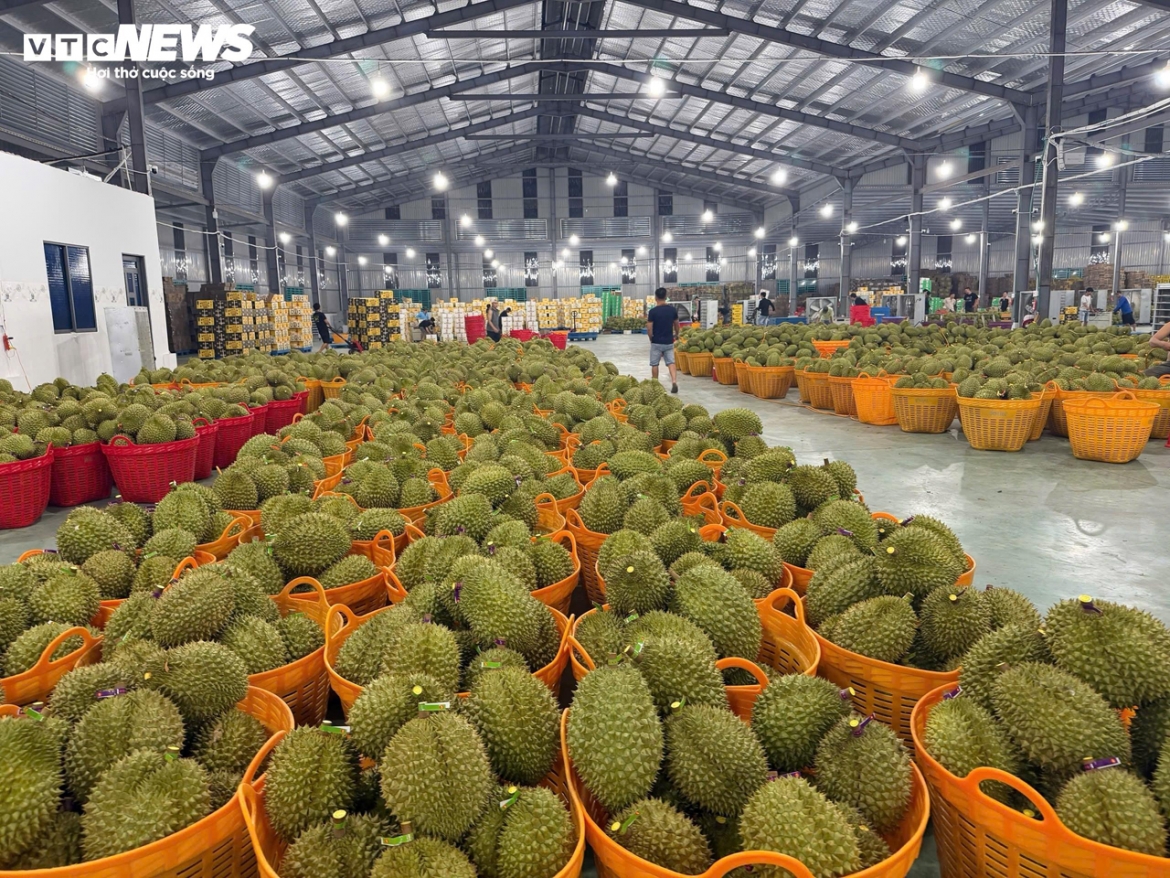 Áp lực từ thị trường xuất khẩu đang buộc ngành sầu riêng phải thay đổi tư duy sản xuất theo hướng minh bạch và truy xuất nguồn gốc rõ ràng