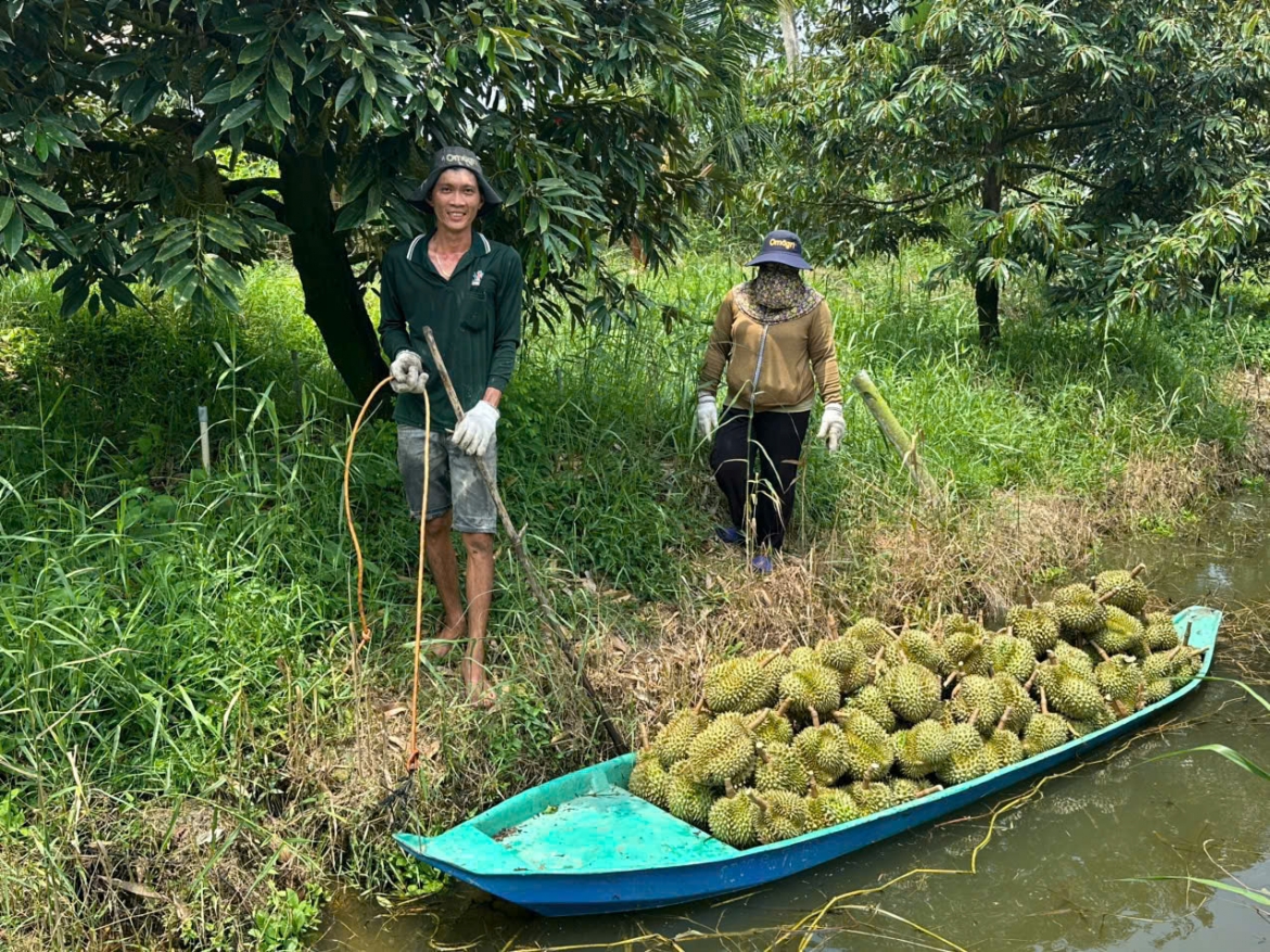 Trái sầu riêng tại tỉnh Đồng Tháp đang rớt giá thê thảm