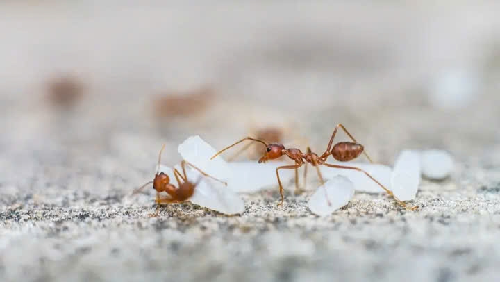 Vụn thức ăn thu hút côn trùng đến làm tổ trong bếp. (Ảnh: Insight Pest)