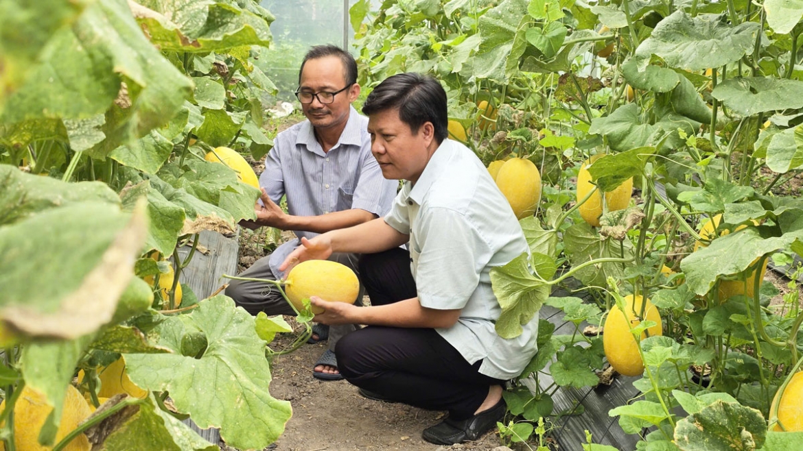 Các thành viên hợp tác xã chủ yếu làm dưa lưới 