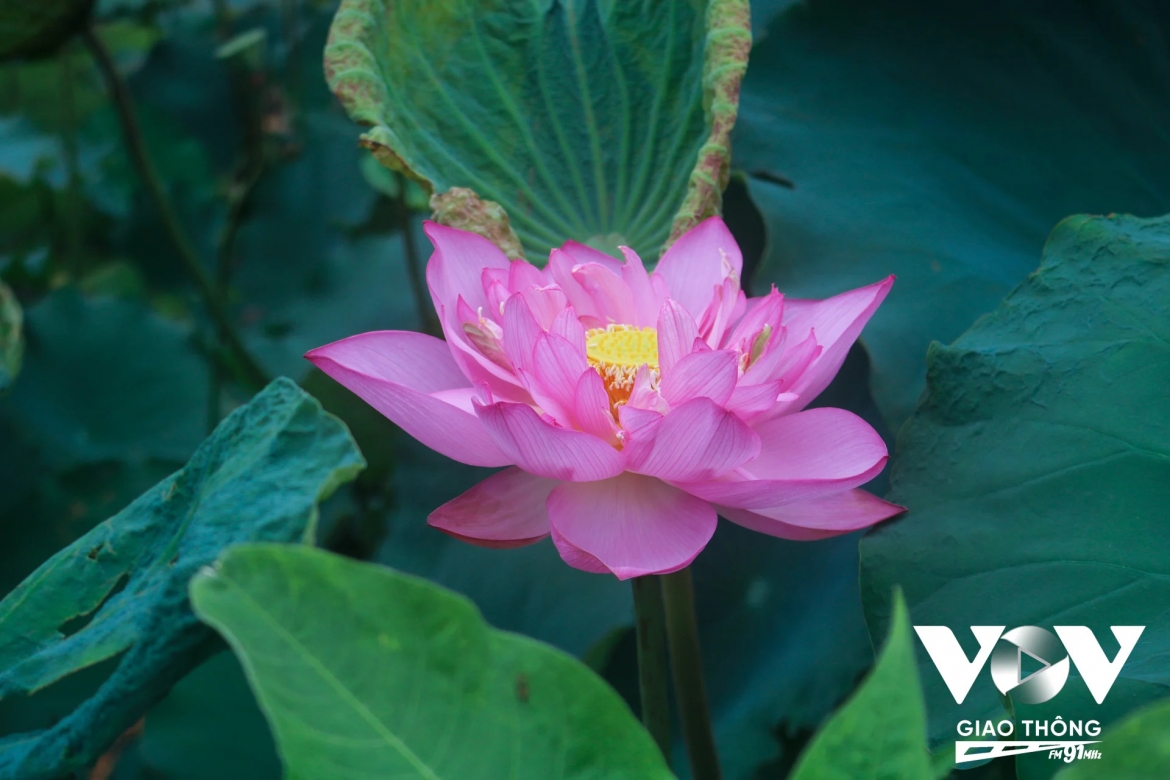 Một buổi sáng đầu hè, khi những giọt sương vẫn còn vương trên mặt lá, tôi tìm đến Ao Thủy Sứ (Quảng Bá, phường Tây Hồ) để cảm nhận mùa sen đang vào độ đẹp nhất. Trước mắt tôi là cả một đầm sen rộng lớn, nơi sắc hồng của những cánh hoa nổi bật giữa tầng tầng lớp lớp lá xanh.
