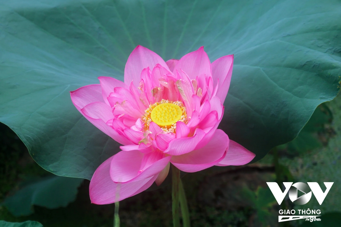 Những đóa sen đua nhau khoe sắc, khoe hương