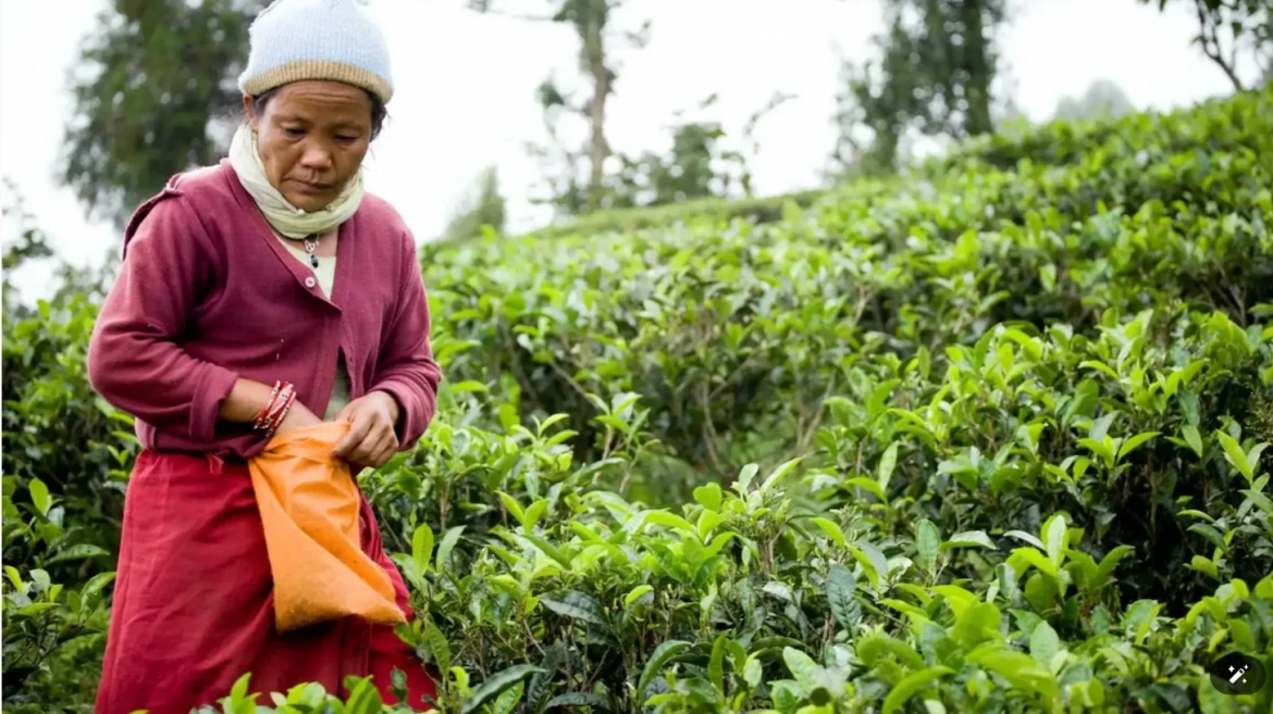Người hái chè Nepal. (Nguồn: Nepaliteatraders)