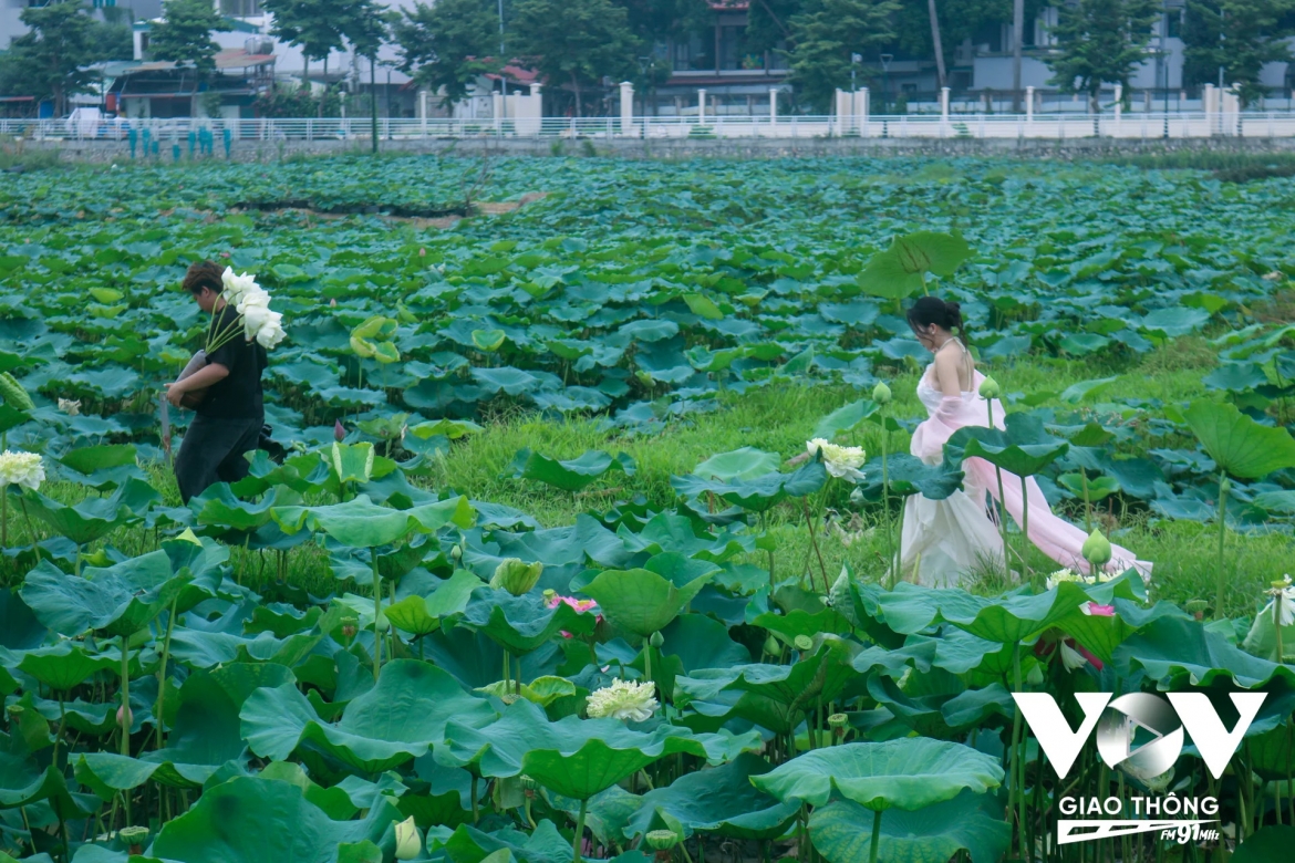 “Mỗi năm chỉ có một lần thôi, sen Tây Hồ đang vào độ nở rộ nhất nên mình cũng xúng xính lên đồ để đi chụp hoa, tranh thủ hoa vừa đẹp mà mình cũng vừa xinh. Sen như là đại diện cho người phụ nữ Việt ấy, đẹp thanh tao, nhẹ nhàng, phải để tâm, để ý mới cảm nhận được hương thơm dịu dàng của sen”, là những lời bày tỏ của chị Phương Ánh (hiện sống tại Đống Đa) khi đến chụp ảnh tại đầm sen Tây Hồ.