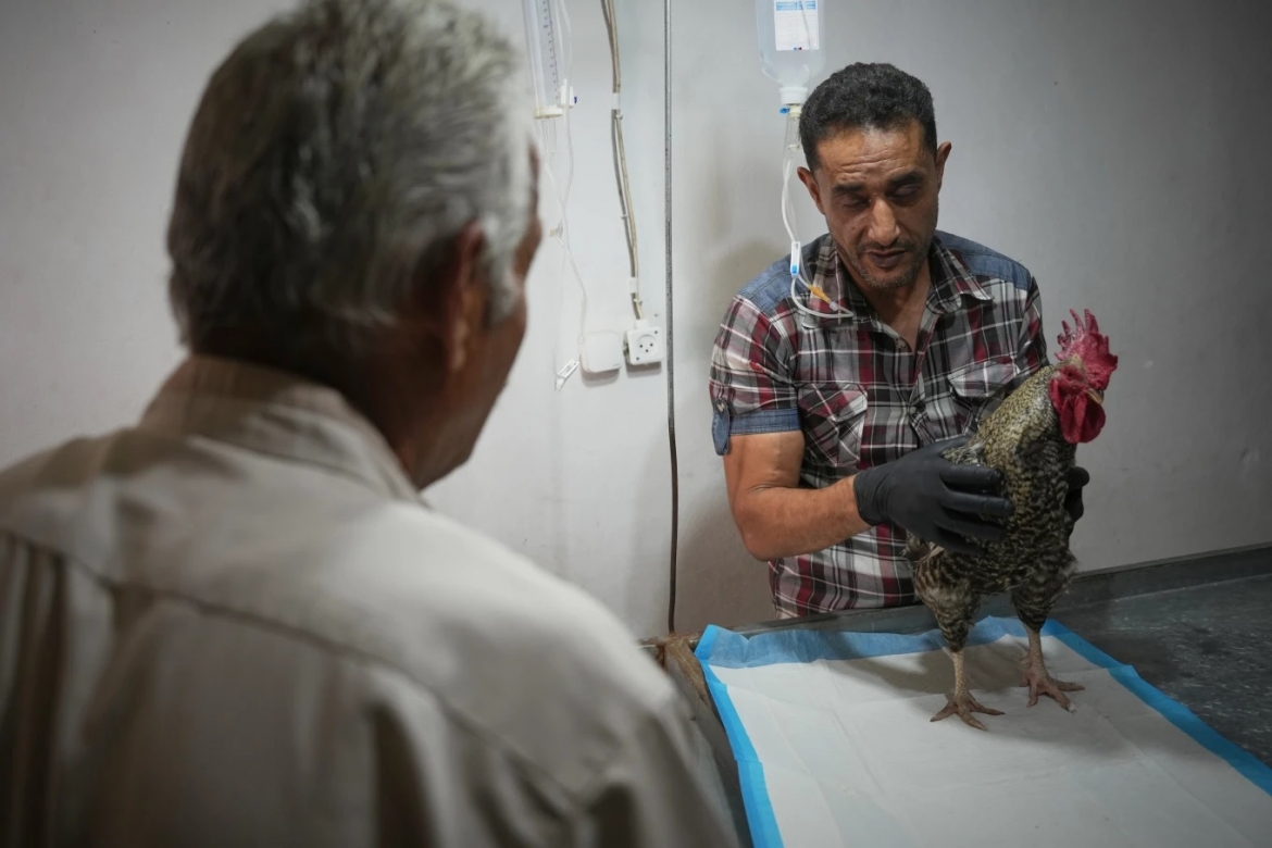Bác sĩ thú y Bashar Shehada thăm khám cho con gà trống của ông Abu Shaaban. Trong điều kiện thiếu thốn, các bác sĩ vẫn cố gắng duy trì những dịch vụ chăm sóc cơ bản cho vật nuôi.