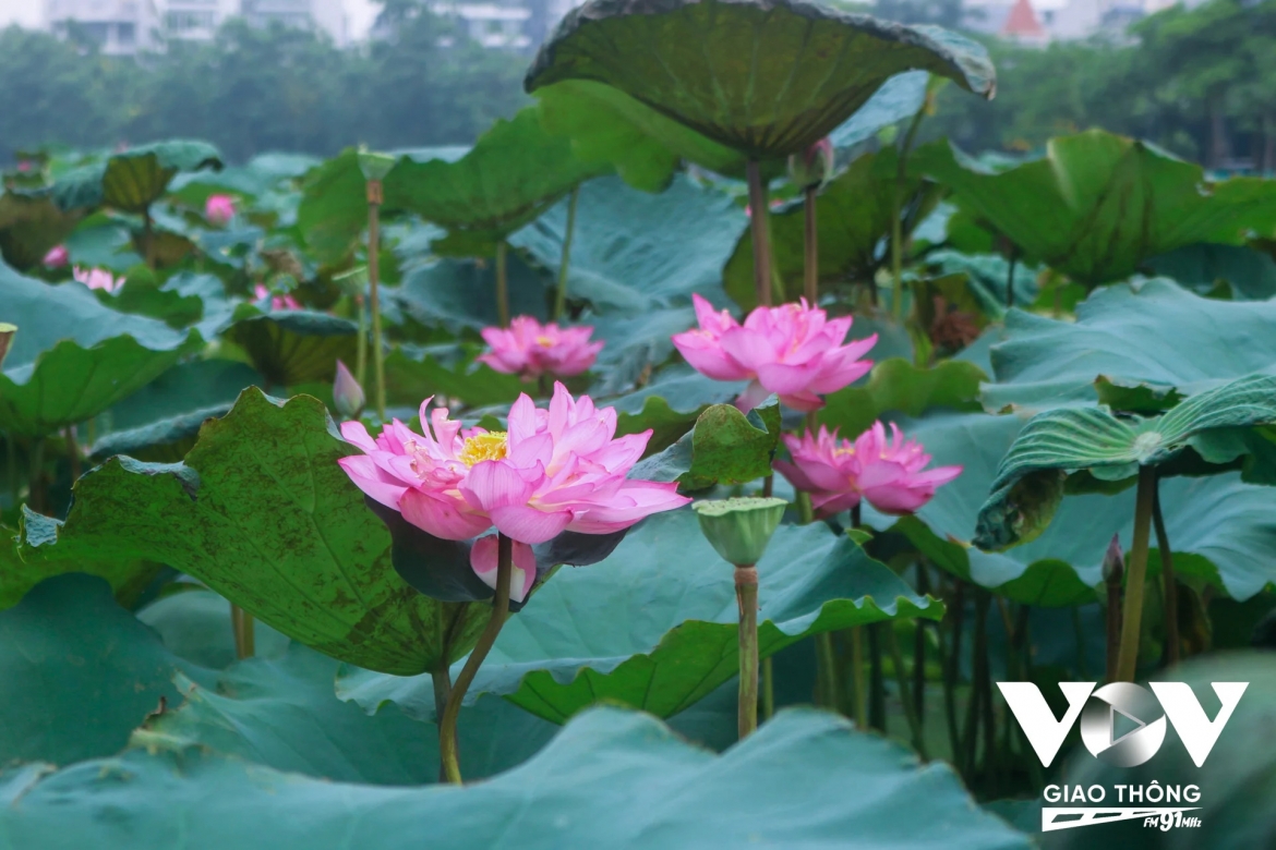 Làm nên thương hiệu trà sen Tây Hồ trứ danh, sen Bách Diệp nổi bật với hàng trăm lớp hoa xếp tầng độc đáo, tạo nên vẻ đẹp đầy đặn và thanh tao.