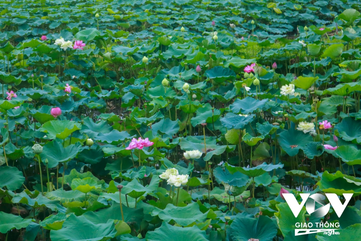 Sen Bách Diệp hai màu hồng và trắng được trồng đan xen