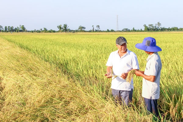Nhận thức của nông dân, HTX và doanh nghiệp của tình về sản xuất xanh ngày càng được nâng cao. Ảnh minh họa.