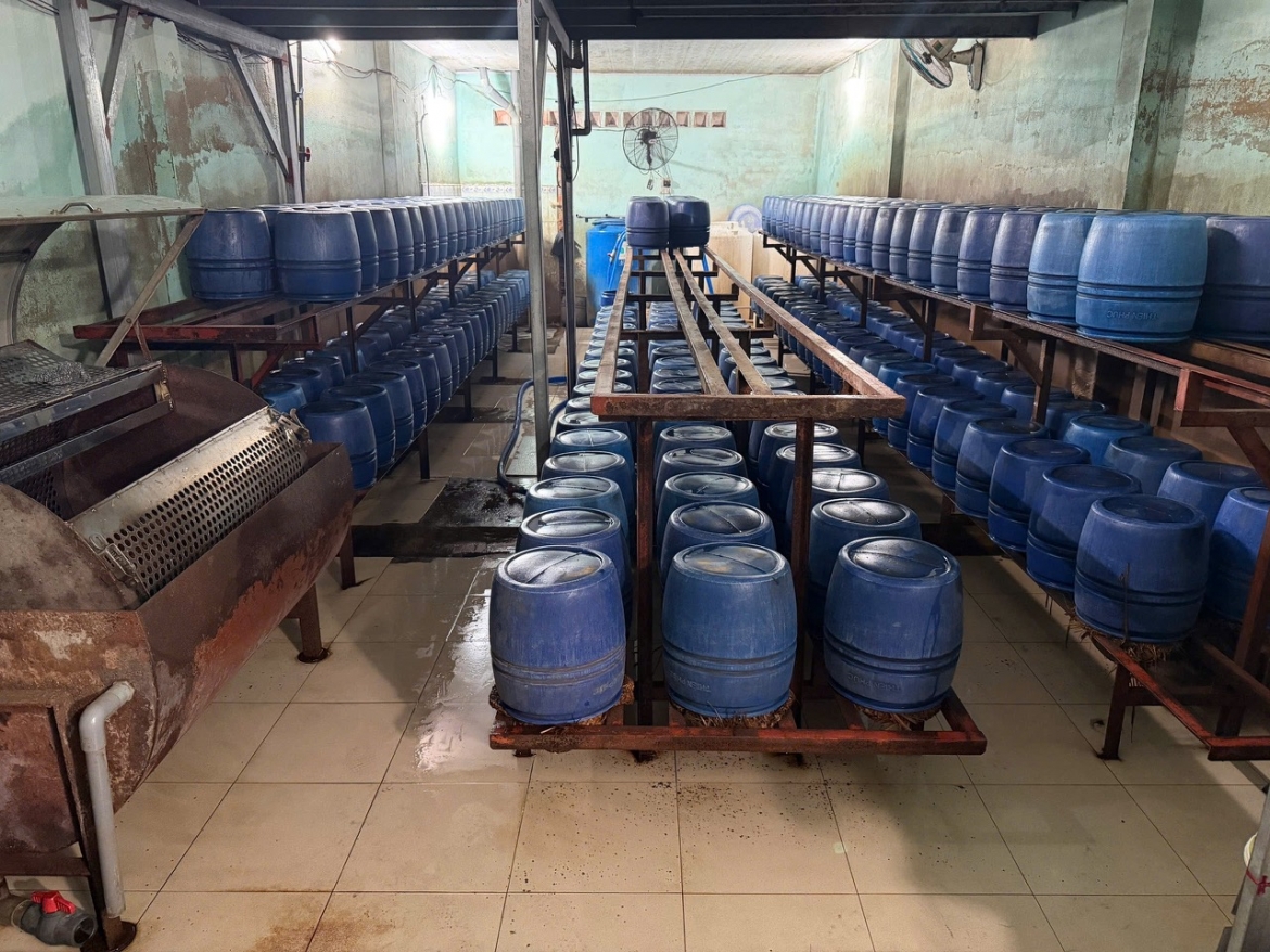 Công an thu giữ gồm 860 lu nhựa chứa giá đỗ, hàng trăm lít dung dịch pha sẵn chứa chất 6-Benzylaminopurine. (Ảnh: CA TP.HCM)