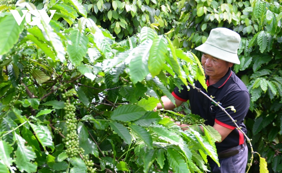 Giá cà phê trong nước tiếp tục tăng.