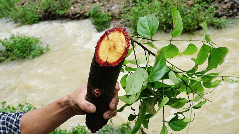 Cỏ máu mang lại những công dụng tuyệt vời cho sức khỏe, đặc biệt là trong việc bồi bổ khí huyết. 