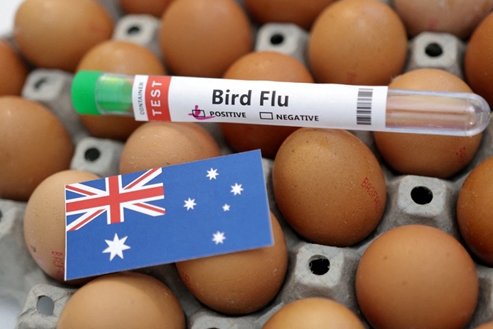 Virus cúm gia cầm H5 chính thức xuất hiện tại lục địa Australia. (Ảnh: Reuters)